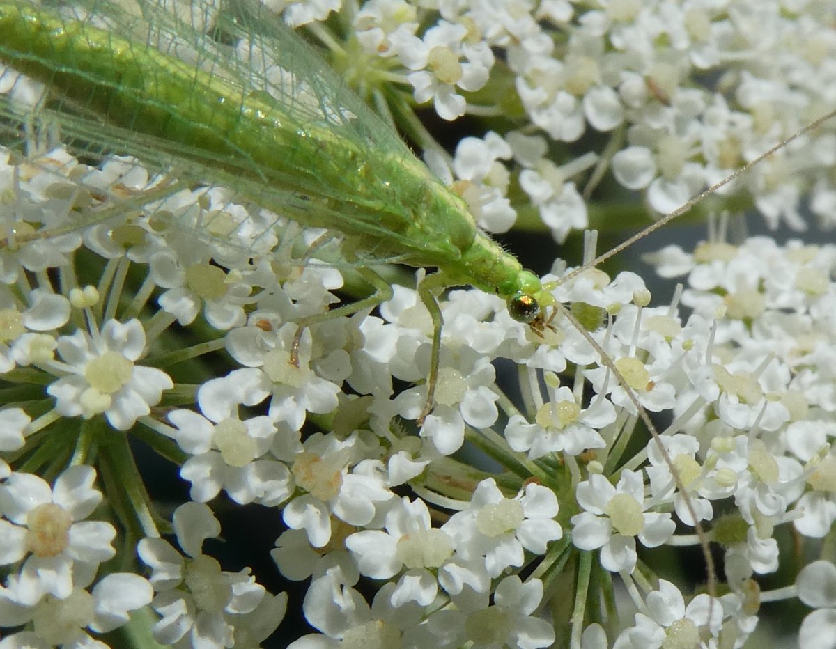 DrNiemitz's tweet photo. Die zarte #Florfliege mit ihren goldenen Perlaugen. Verspeist Blattläuse. Hhmm! - The delicate #lacewing with its marvellous golden eyes. Relishes #aphids. Yummi! 🐞🐞🦋🦋🫠🫠 #NaturePhotography #NatureBeauty #insect #Insektenschutz https://t.co/Tui7huzXhj