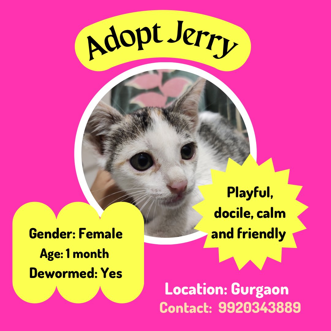 pfaindia's tweet photo. Meet Tom and Jerry π±β¨
These adorable kittens are looking for a forever home. Please spread this message and help them get adopted.
Location: Gurgaon
Contact: 9920343889
#peopleforanimals #animallovers #adoptme #compssion #kitten https://t.co/lQ0chInGh0
