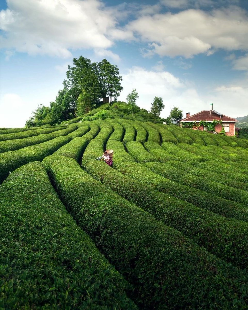 Çay var içersen, Türkiye var seversen
📌 Rize