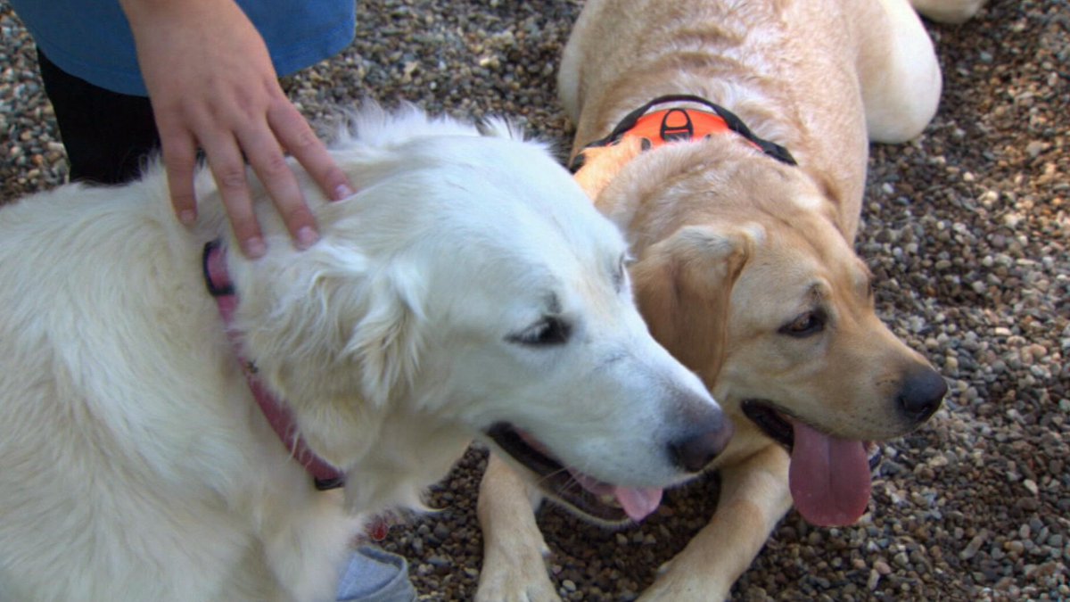 Community members join together to get Framingham its first dog park (via <a href="/LevanReid/">Levan Reid</a>) cbsnews.com/boston/news/fr…