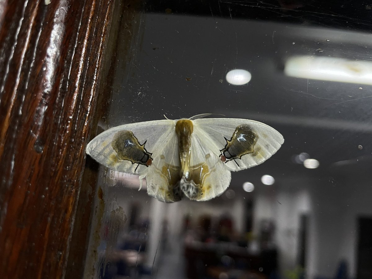 FishGuyKai's tweet photo. Macrocilix is a genus of moths with incredible markings. Look at this one. Two flies on bird poo? Looks like it to me. https://t.co/nKzqeRNn6K