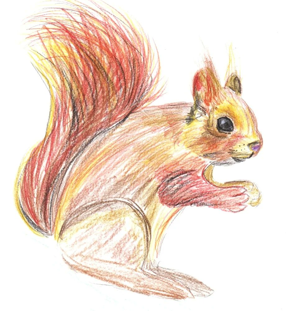 phoenixnakama's tweet photo. Cute squirrel:3
#squirrel #drawing #colourpencil #pastelky #kresba #veverka https://t.co/zi3Hk0O2yk