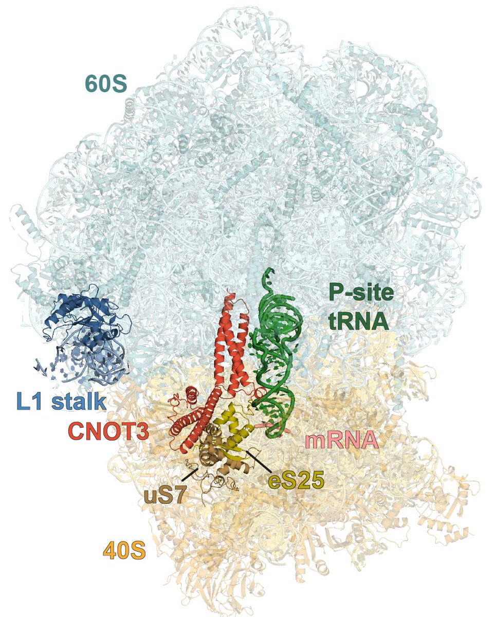 New work led by <a href="/AbsmeierEva/">Eva Absmeier</a> and <a href="/vishy_chandra/">Vish Chandrasekaran</a>  shows how human CCR4-NOT recognises slow-moving ribosomes in codon-optimality decay. <a href="/FJ_OReilly/">Francis O'Reilly</a> <a href="/RappsilberLab/">Rappsilber laboratory</a> <a href="/ERC_Research/">European Research Council (ERC)</a> @MRC_LMB