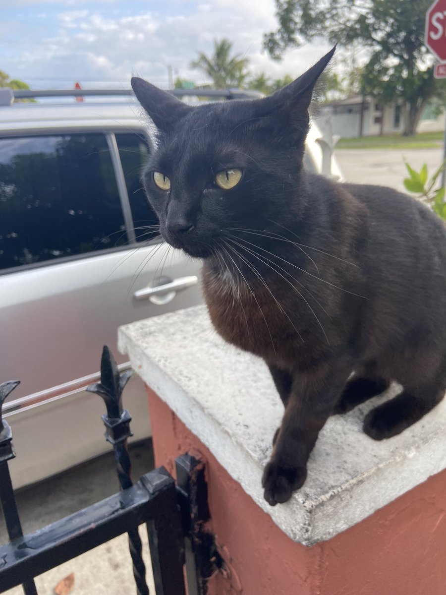 concreteboysup's tweet photo. Damn bro I’m heartbroken my cat just got ran over 🥺 #RIPVIOLET https://t.co/oajjT5fBbt