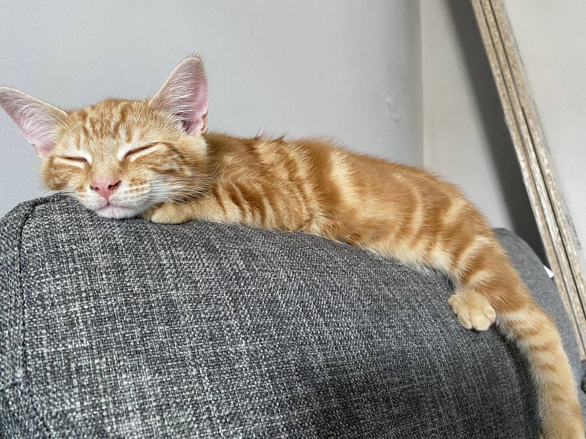 Do not disturb.
#CatsOfTwitter #CatsOnTwitter #catsofinstagram #kittyloafmonday