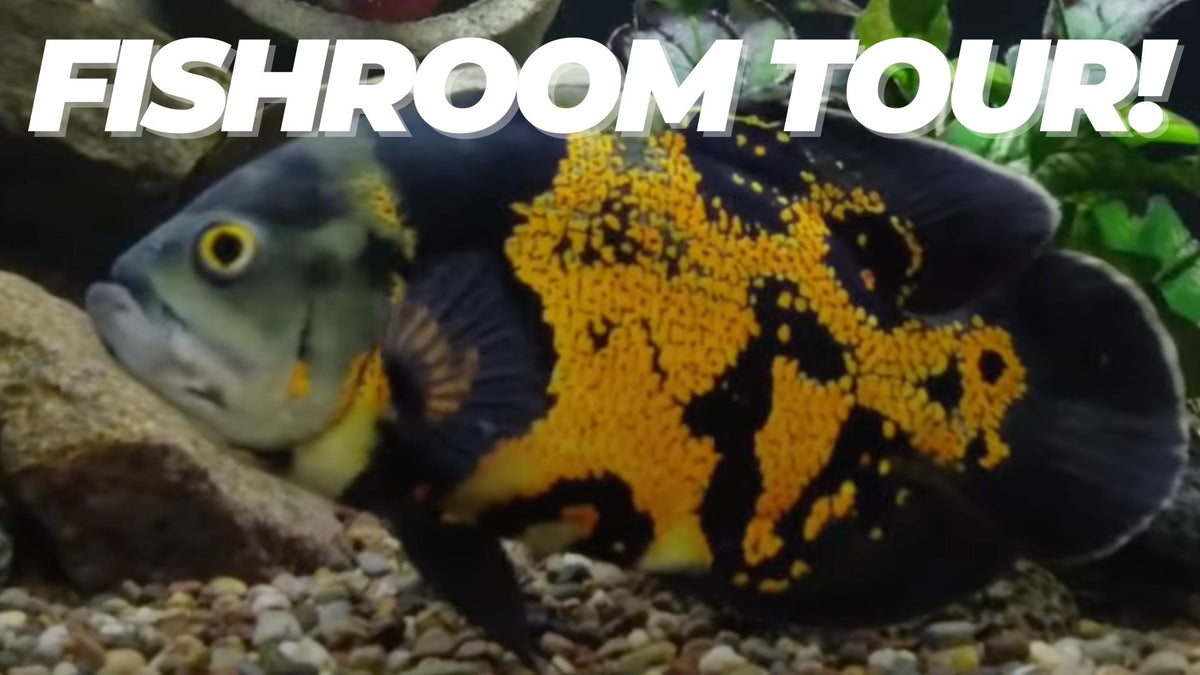 Dahlyvh's tweet image. Fishroom Tour and Winners Announced! dlvr.it/SVSt05