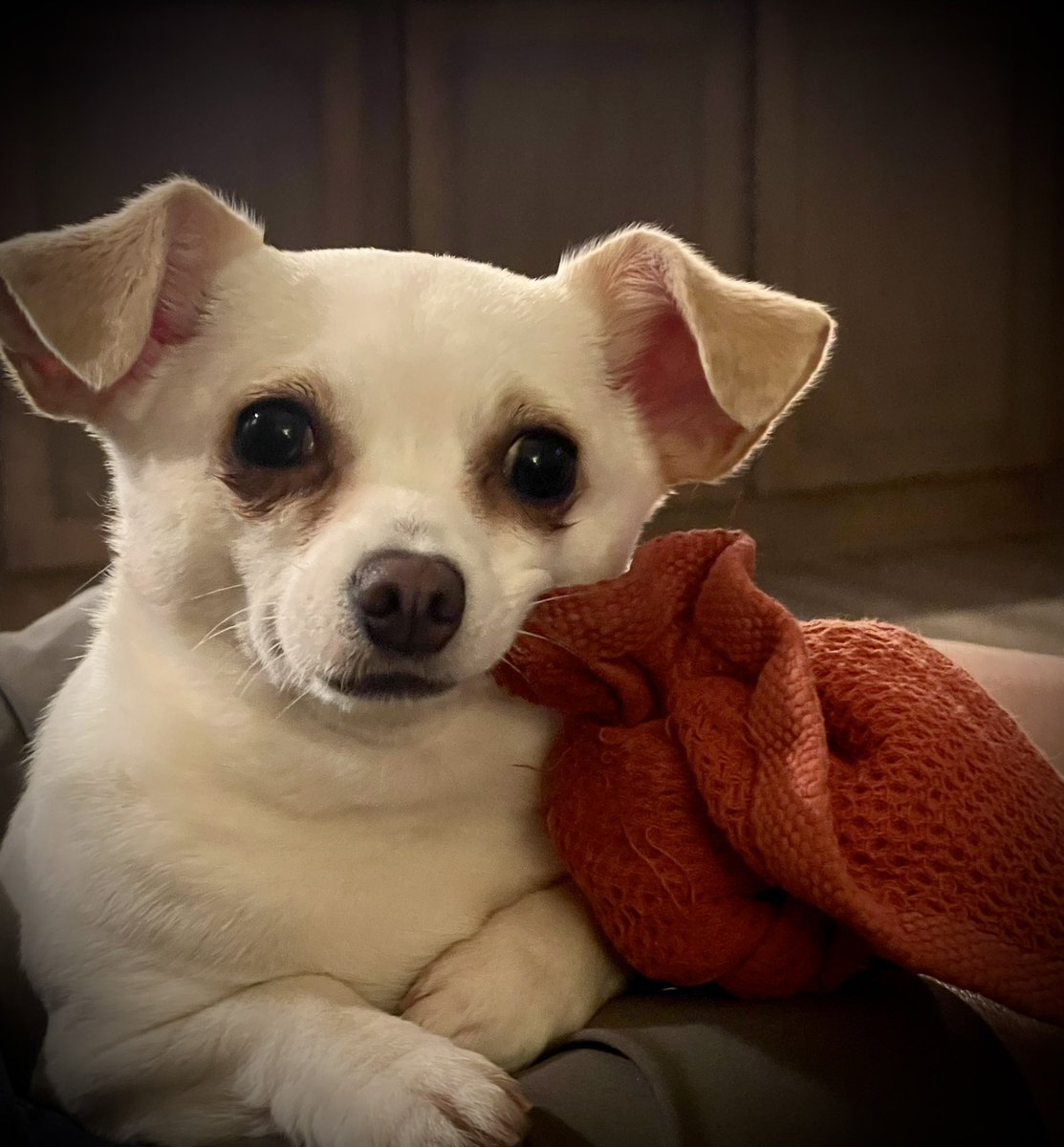 Hi everyone! I have a new favorite toy! It’s a dish towel from the kitchen. I stole it and now it’s my pacifier that I drag all over the house. 😂