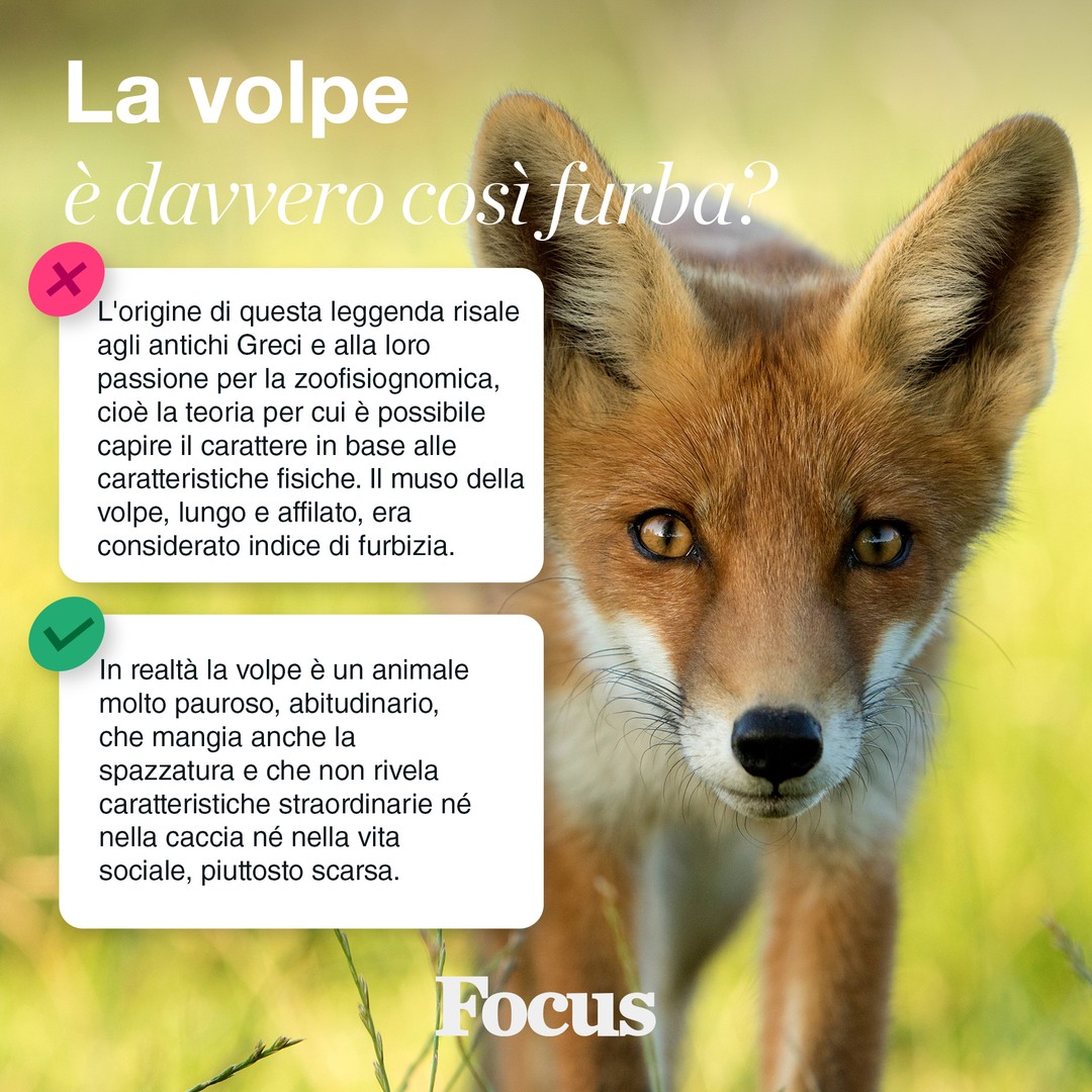 Furbo come una volpe... per davvero? 🦊, image size:1080x1080