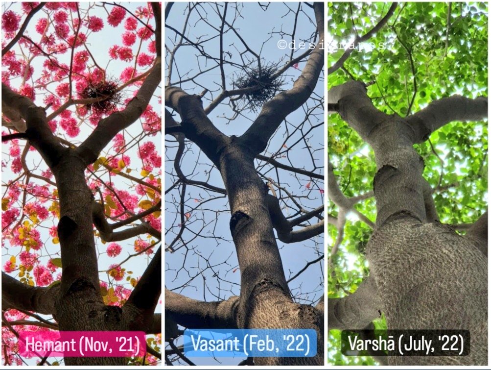 desidrapes's tweet photo. Documentation of passing seasons with a #TabebuiaRosea &amp; a #Tangerine or Nārangī as subjects. The Subcontinent is a land of छह ऋतुएँ or #sixseasons. We must understand them in order to develop a more local fashion system. Instead of blindly following the Western model of seasons. https://t.co/LIkDnP6jtj
