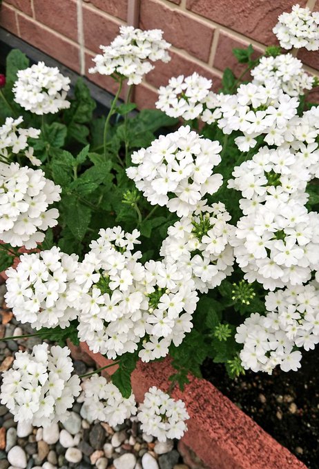 元気いっぱいの花手鞠🌼 