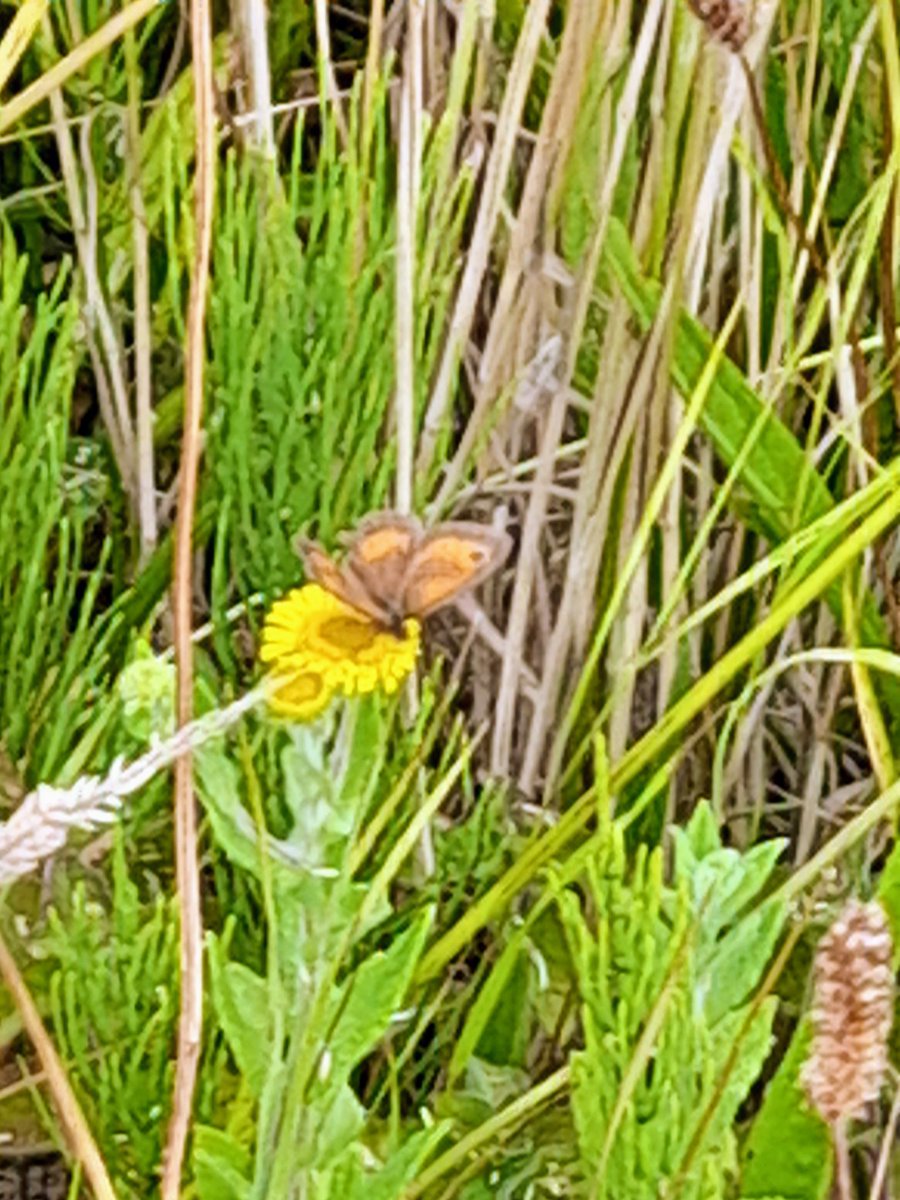 Cath Cooper 🍃💚🍃 #PlasticFreeJuly tweet media