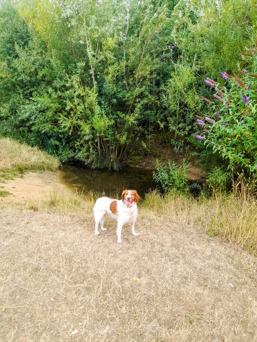 My 1st #bigbutterflycount Sadly only 1 🦋 spotted but did see so much else too 🐝 Good to stop and sit for 15min and marvel at the #nature around us.
<a href="/TicesMeadow/">Tice’s Meadow Bird Group</a> bigbutterflycount.org/count/17319533