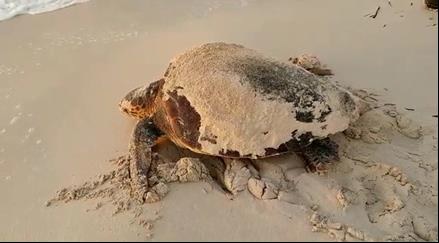 IRBioUB (@irbioub) on Twitter photo El 20 de juliol es van alliberar les primeres tortugues babaua (Caretta caretta) nascudes el 2021 a Calafell
Emergent nesting of the Caretta turtle on the Catalan coastline 
bit.ly/3otBR6I
<a href="/CCarrerasHuergo/">Carlos</a> <a href="/PascualBerniola/">Marta Pascual Berniola</a> #LuisCardona
<a href="/BETA_TechCenter/">BETA Tech Center</a> <a href="/FBiodiversidad/">Fundación Biodiversidad</a> El 20 de juliol es van alliberar les primeres tortugues babaua (Caretta caretta) nascudes el 2021 a Calafell
Emergent nesting of the Caretta turtle on the Catalan coastline 
bit.ly/3otBR6I
<a href="/CCarrerasHuergo/">Carlos</a> <a href="/PascualBerniola/">Marta Pascual Berniola</a> #LuisCardona
<a href="/BETA_TechCenter/">BETA Tech Center</a> <a href="/FBiodiversidad/">Fundación Biodiversidad</a>