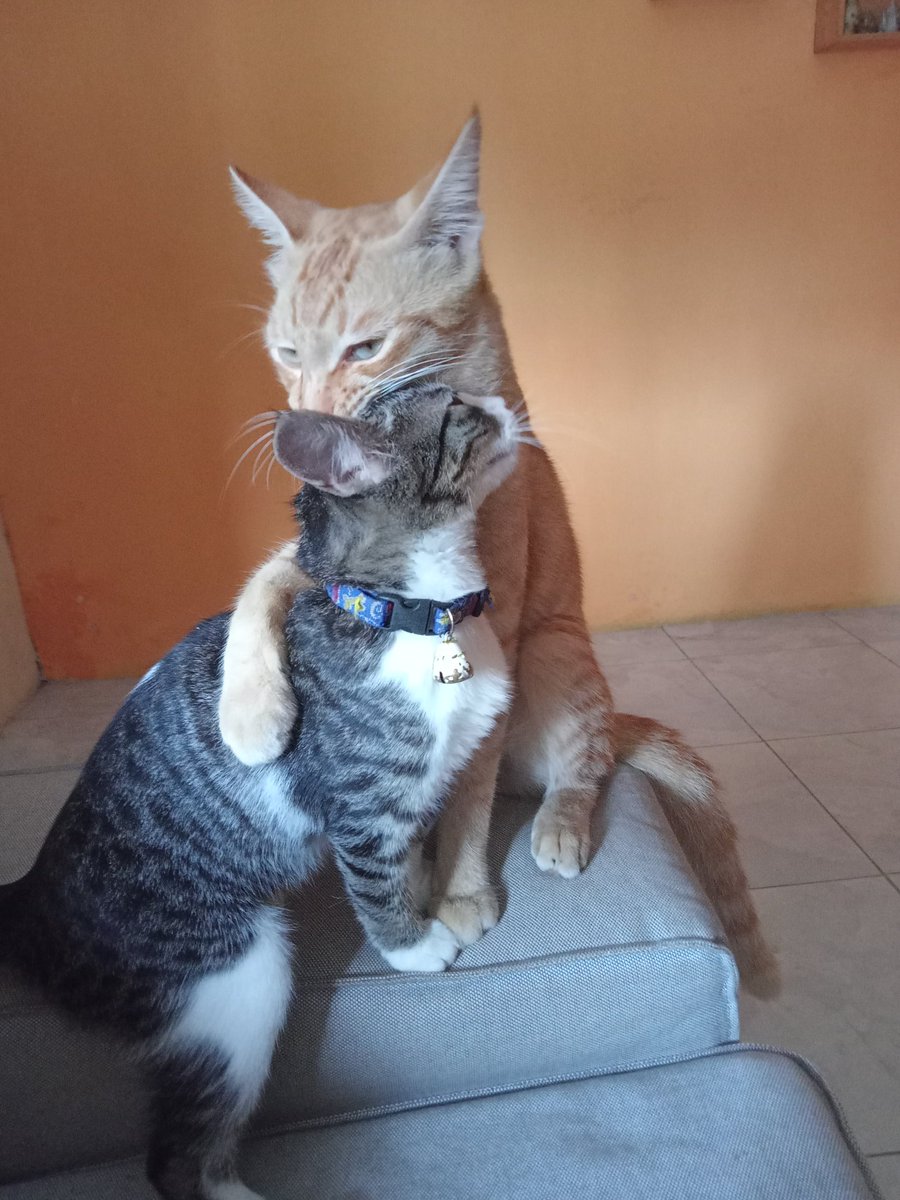 Memahami yg lama saja sulit butuh waktu bertahun2 terkadang the End apalagi memahami yang baru kemaren sore hanya dengan kata2 pujian dan rayuan😁😜

"nonsense"

*Wied*🙏🌹
Salam senja penuh Setia...