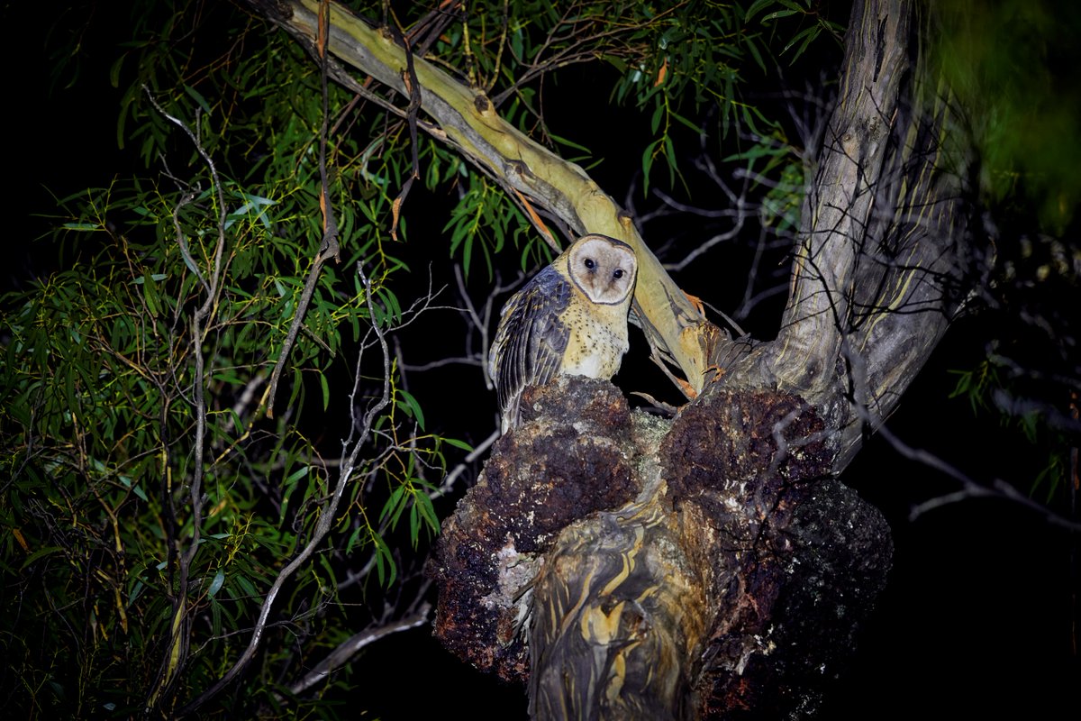 Our victory in the Federal Court today will bolster Tanya Plibersek’s hand in defending threatened species from the Tarkine to Cape York to the Burrup Peninsula. Precautionary principle is critical. Our media statement bobbrown.org.au/mr_25072022 #politas #plibersekprotecttakayna