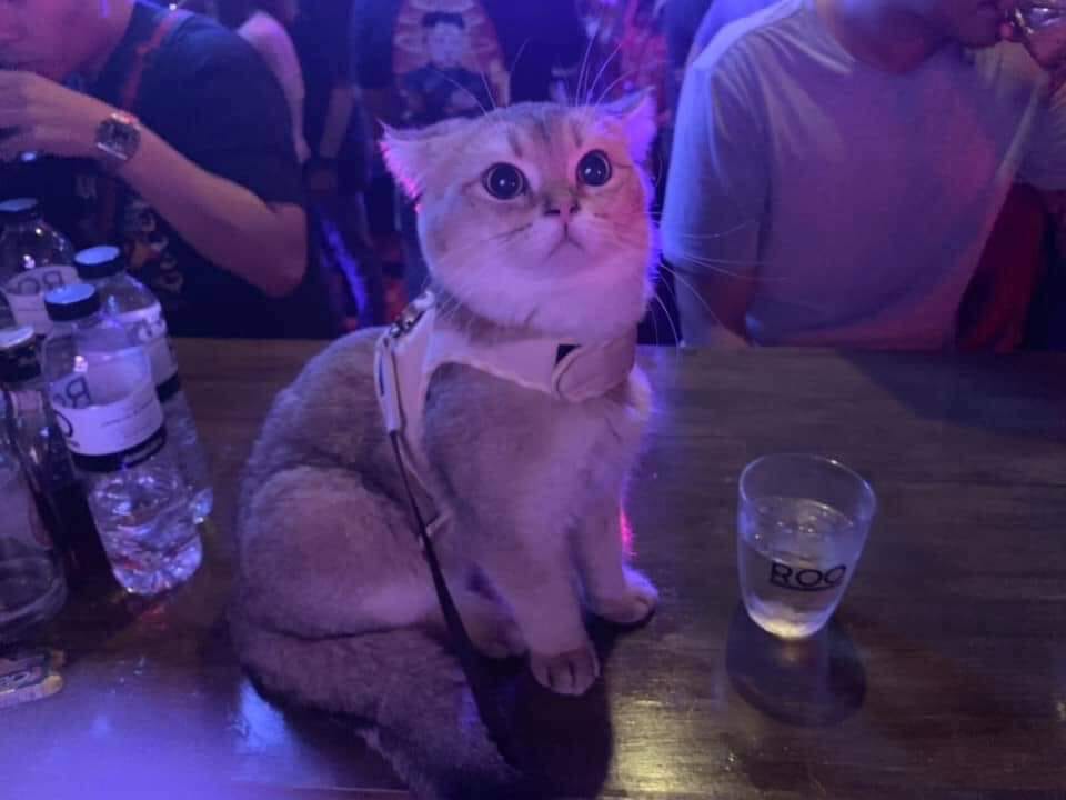 TranslatedCats's tweet image. Asked my girlfriend to come out tonight, she said she could go, but she had to bring a cat along.