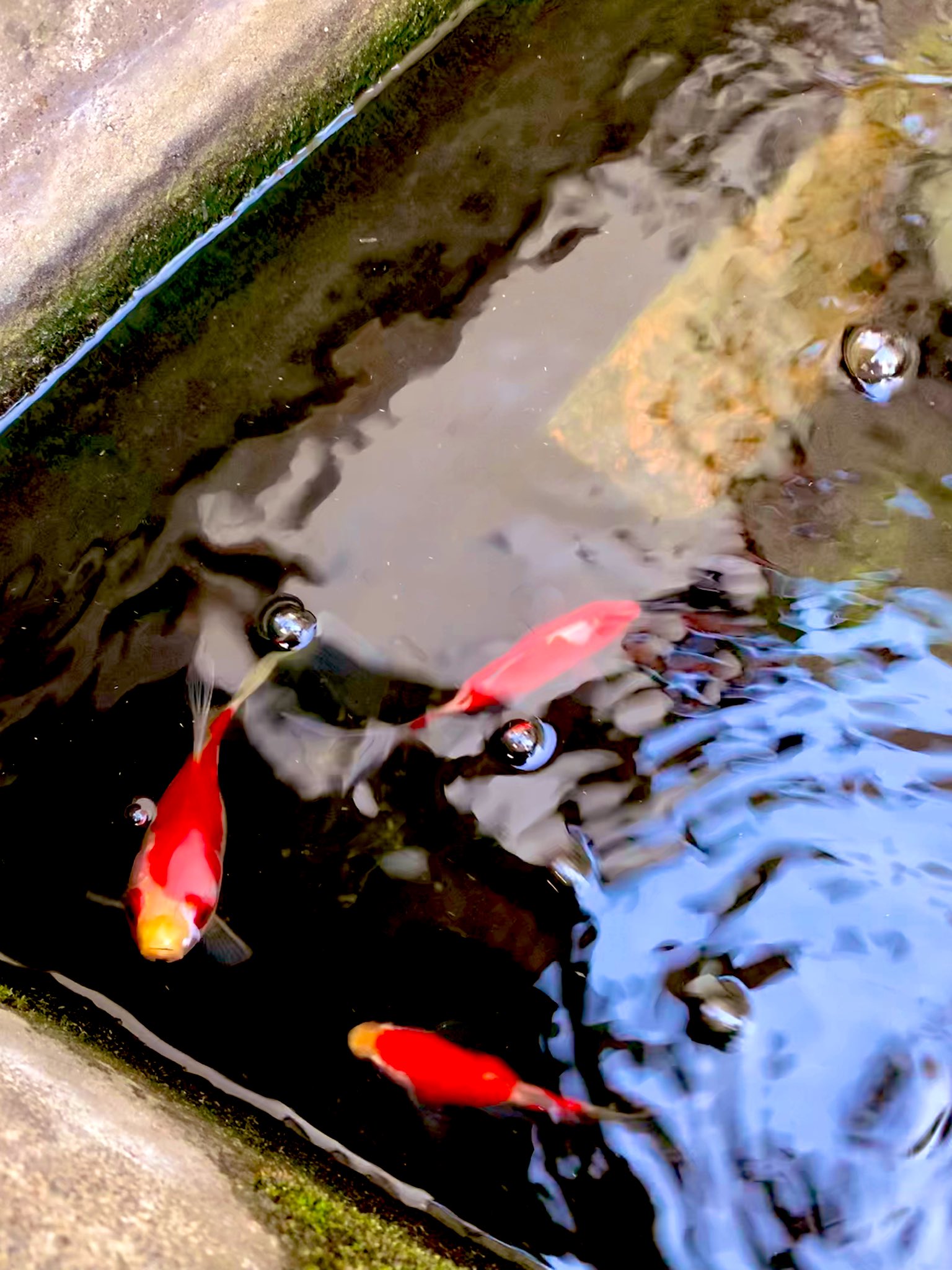 水換え Twitter Search Twitter