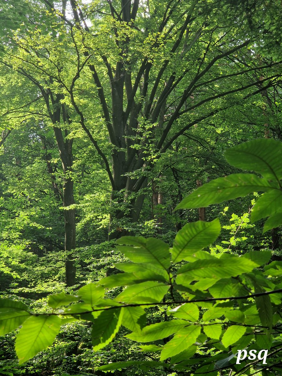 33°
Repli en forêt