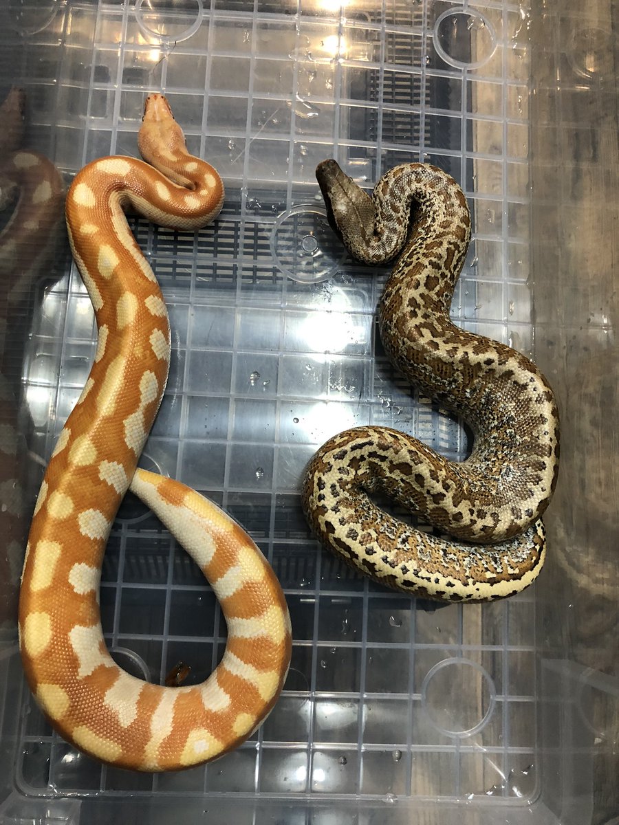 TenwaReptiles's tweet image. T-アルビノバティックプロジェクト
😆オスT-アルビノとバティックhetT-アルビノ♀
バティック最初餌付けちょっと難しいのでアルビノオスより一回り小さい
#ブラッドパイソン
#バティック
#bloodpython