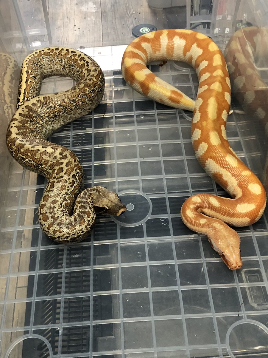 TenwaReptiles's tweet image. T-アルビノバティックプロジェクト
😆オスT-アルビノとバティックhetT-アルビノ♀
バティック最初餌付けちょっと難しいのでアルビノオスより一回り小さい
#ブラッドパイソン
#バティック
#bloodpython
