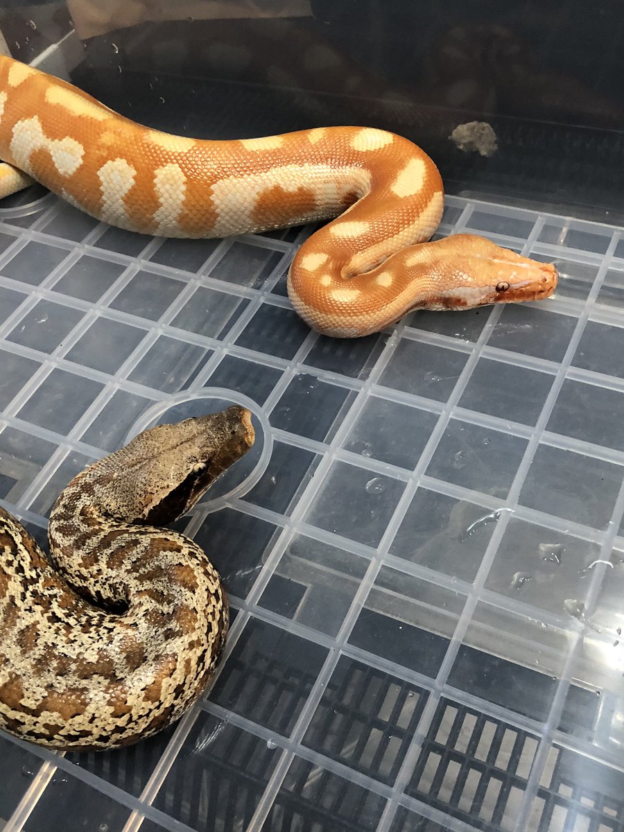 TenwaReptiles's tweet image. T-アルビノバティックプロジェクト
😆オスT-アルビノとバティックhetT-アルビノ♀
バティック最初餌付けちょっと難しいのでアルビノオスより一回り小さい
#ブラッドパイソン
#バティック
#bloodpython