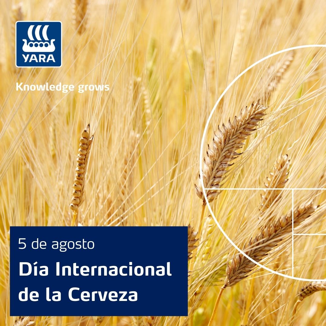 YaraIberian's tweet photo. 🗓️ Hoy, Día Internacional de la Cerveza, queremos hablaros de nuestra colaboración con #Intermalta, líder en producción de malta para fabricación de #cerveza.
🌾 Con ellos trabajamos por una #AgriculturaRegenerativa y sostenibilidad de la #cebada.
Más información ⬇️
@Malteurop https://t.co/ek9hSyJYhr