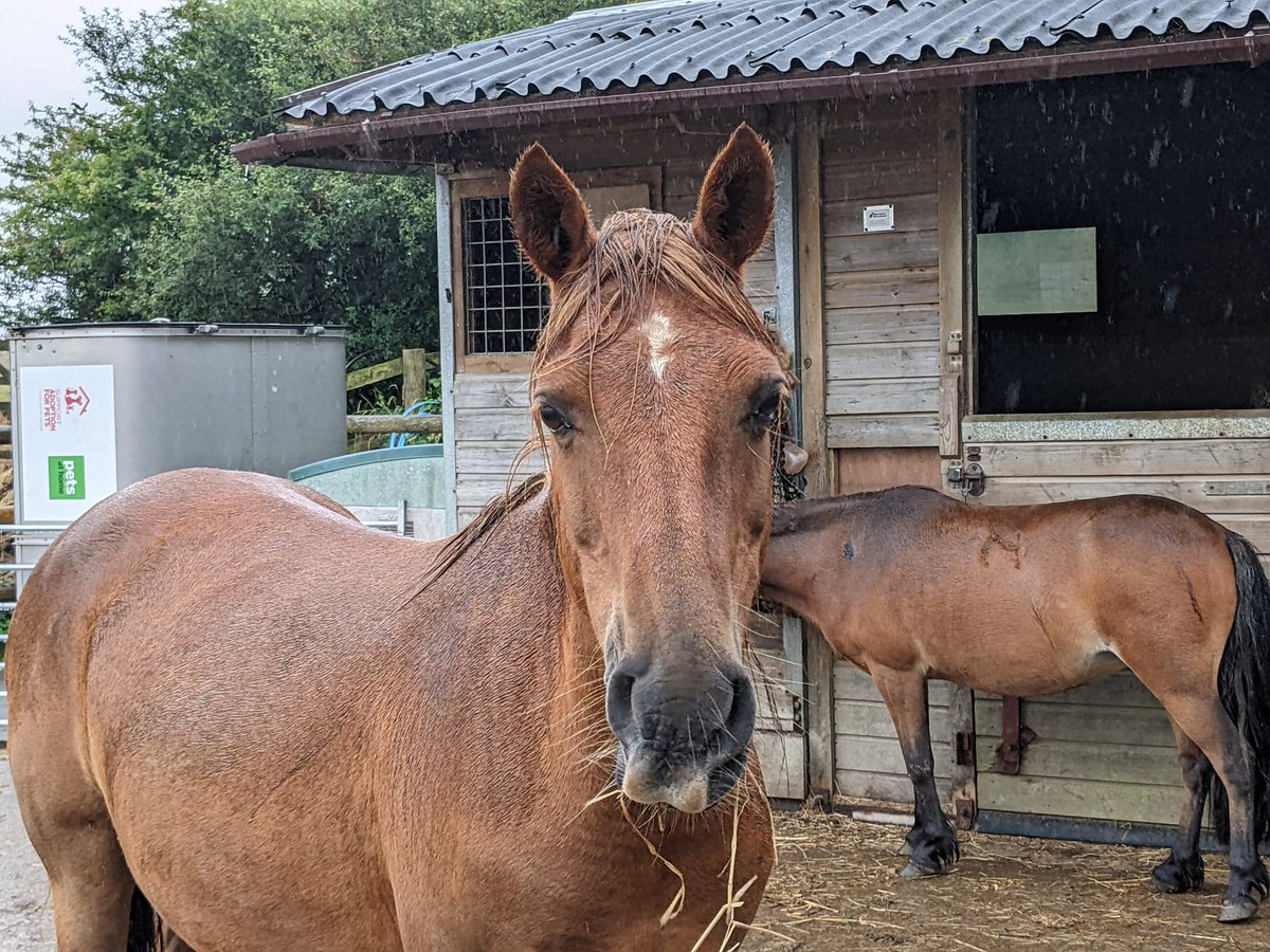 Hill_Pony4's tweet photo. Can you help please ? we need to fund some mud control mats @ £7.56 each to keep hooves dry this winter. Even a few mats would really help 🙂. our PayPal hillponyresources@gmail.com and bank account Hill Pony Resources Group 165810 20581513
#mudcontrol #fundraising https://t.co/jO5IJjpKY3
