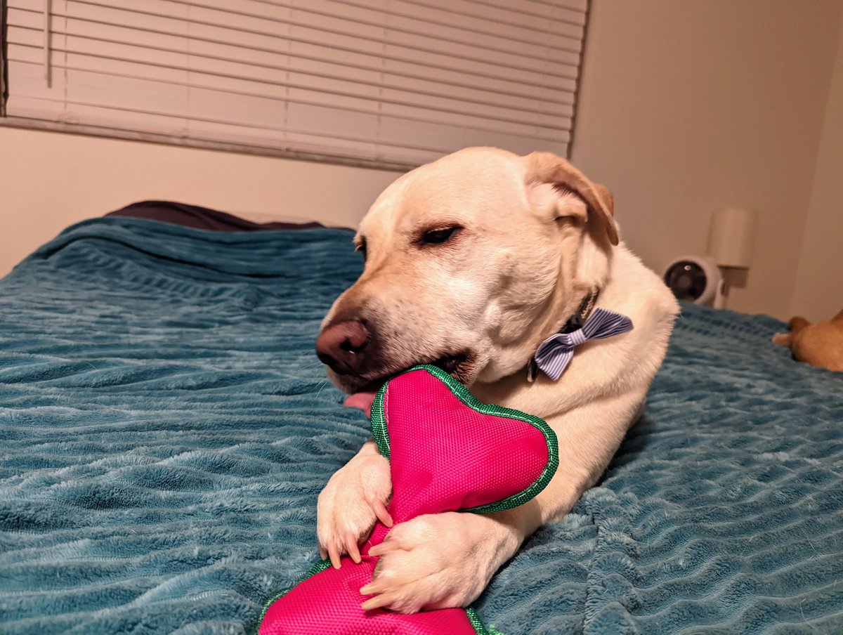 DogsRAngels1's tweet photo. 🥳🎉Let the Birthday Shenanigans begin! #5thBday #dogsoftwitter https://t.co/gi1DjaWwL5