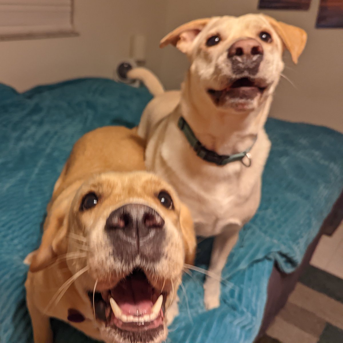 DogsRAngels1's tweet photo. 🥳🎉Let the Birthday Shenanigans begin! #5thBday #dogsoftwitter https://t.co/gi1DjaWwL5