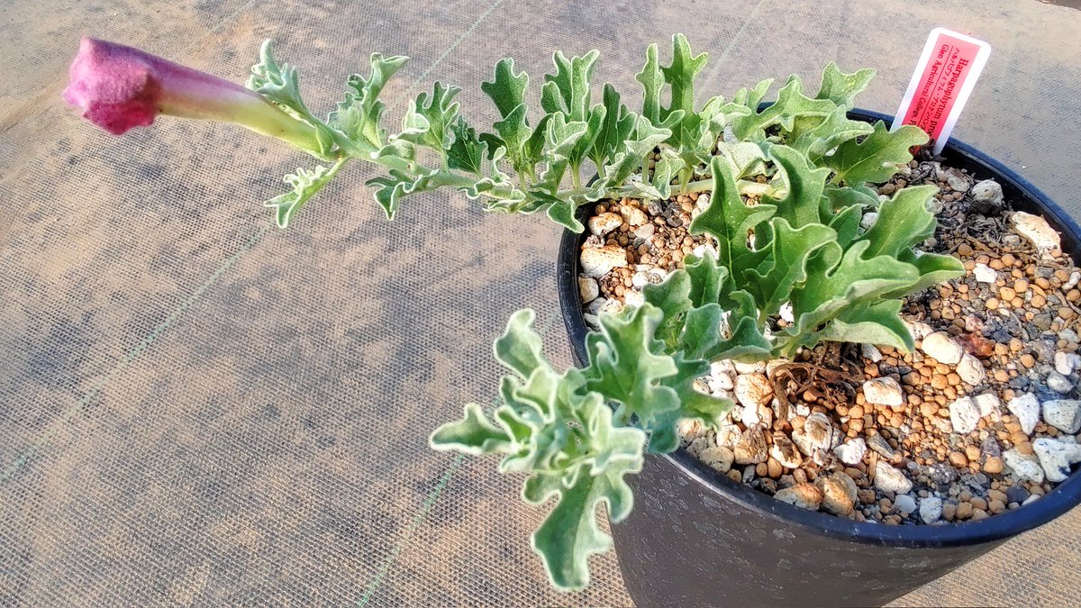 Harpagophytum procumbens (Glen Agricultural College, Free State