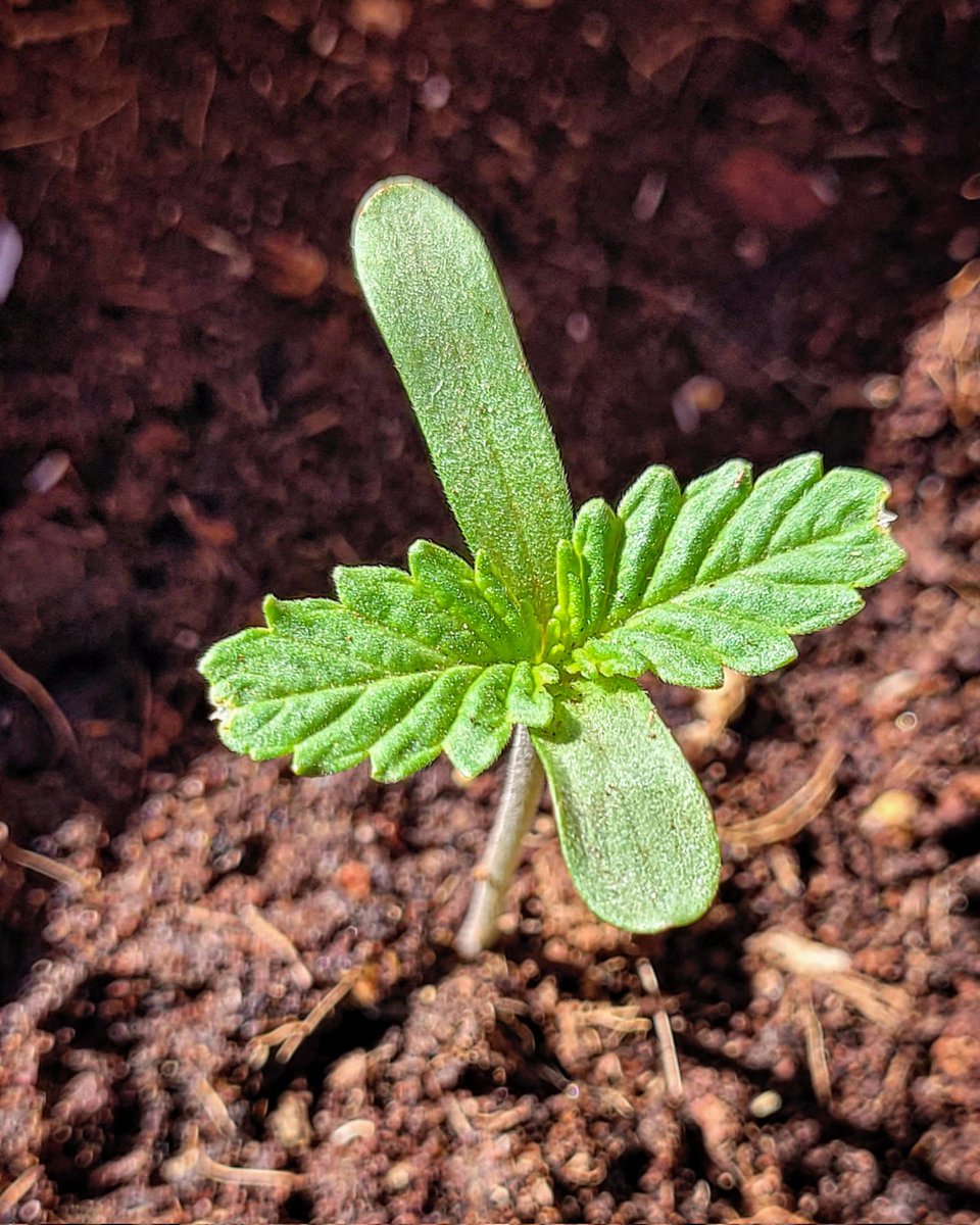 RaulSantos1981's tweet photo. @BuddhaSeeds @desdelasemilla Pues por aquí os dejo #Dosi2 ✌️
El 21 Mayo germinó hasta los 130 cm actuales. https://t.co/KcdrfKfktT