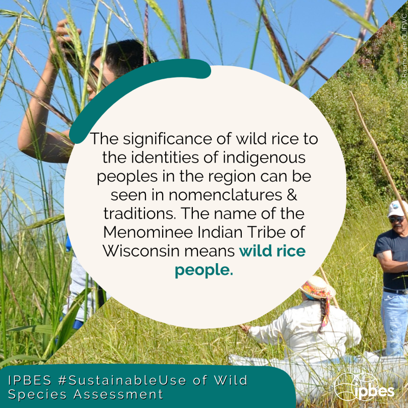IPBES's tweet image. Have you ever eaten wild rice?🍲

Wild rice is a cultural #keystone species, providing physical, spiritual &amp;amp; cultural sustenance for many #IndigenousPeoples in the Great Lakes region of North America🌎🌾

@IPBES #SustainableUse of Wild Species Assessment: bit.ly/IPBES_SUA