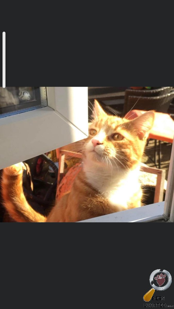 Susan Ann Day on Twitter "RT PetsLocated Ginger and White Cat lost