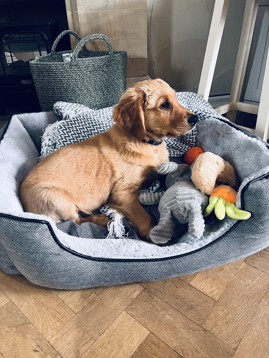 hatchly_'s tweet photo. Hatchly’s latest recruit, Marlo 🐶🐾🦴 very vocal - great for morale but not so great for meetings 🤦 https://t.co/g3F2bssoqH