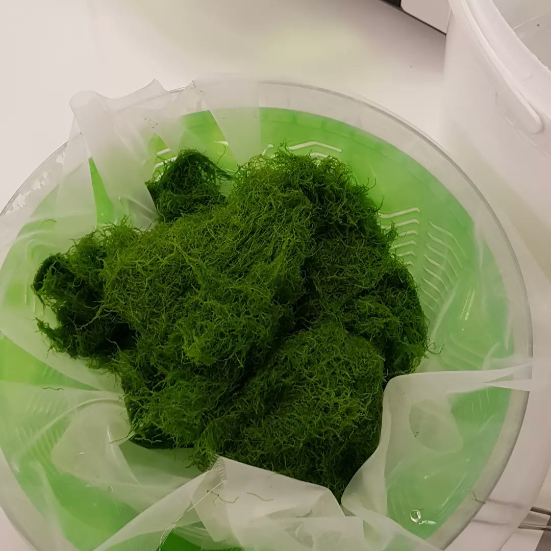 CCAP_Oban's tweet photo. We had a very successful harvest of CCAP 320/1 Ulva intestinalis from one of our 70litre Photo Bioreactors in our ARIES Centre. So good in fact that we kept 120g of our material and reinoculated the Photo Bioreactor again with it. 
#CCAP-ARIES #allaboutalgae #Internships https://t.co/IctYkYvZG5