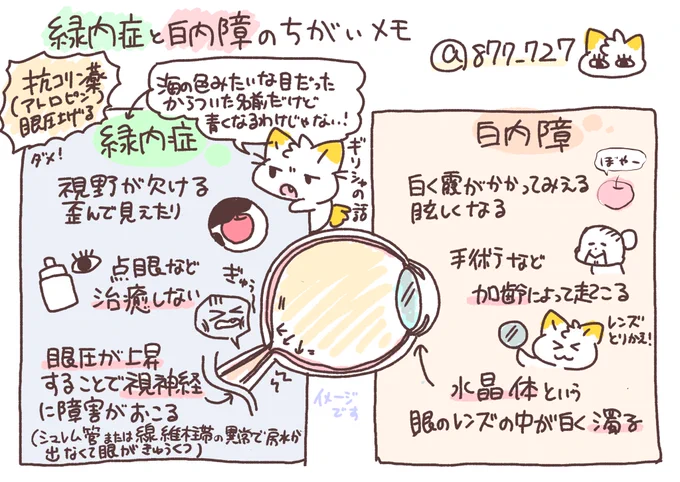 【緑内障と白内障のちがいメモ👀】
緑内障は視神経の圧迫や障害が起こる疾患、白内障は水晶体が加齢により濁って起こる疾患。緑内障患者ではアトロピンなどの抗コリン薬が眼圧を上昇させるので禁忌🙌 