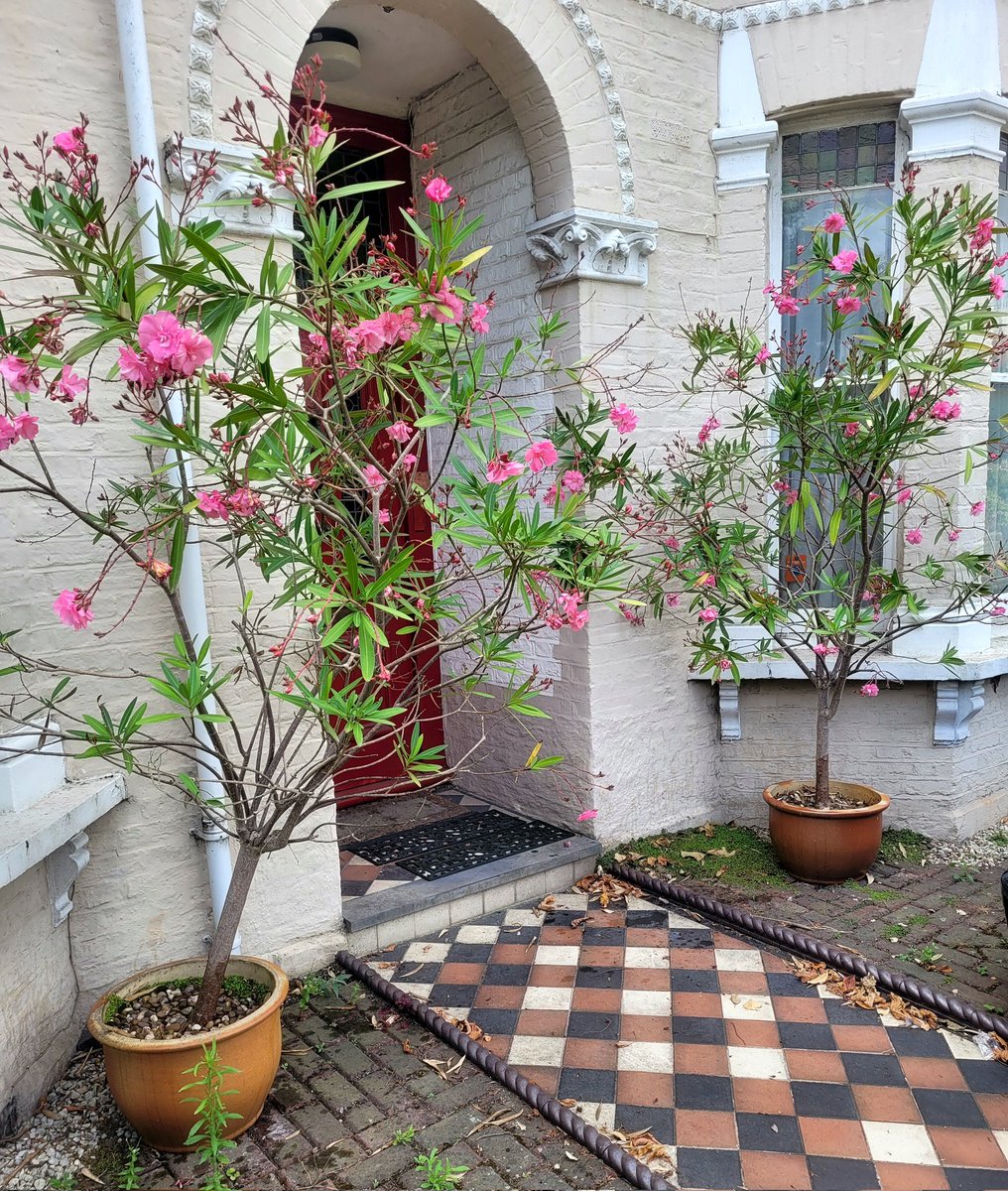 Standing guard resplendently outside the house today.
#plantsoftwitter #houseplants #flowers #frontgarden #Wimbledon #SW19 @mirabarhillel