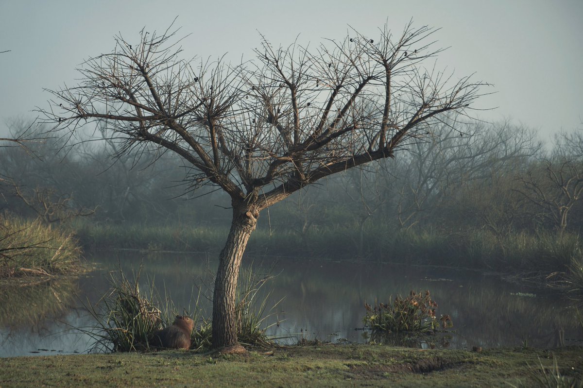 TaliKimelman's tweet photo. Estas mañanas de niebla en #Uruguay son hermosas, ¿verdad? 
Fotos tomadas en Solís, Maldonado https://t.co/3DPBTGXEuS