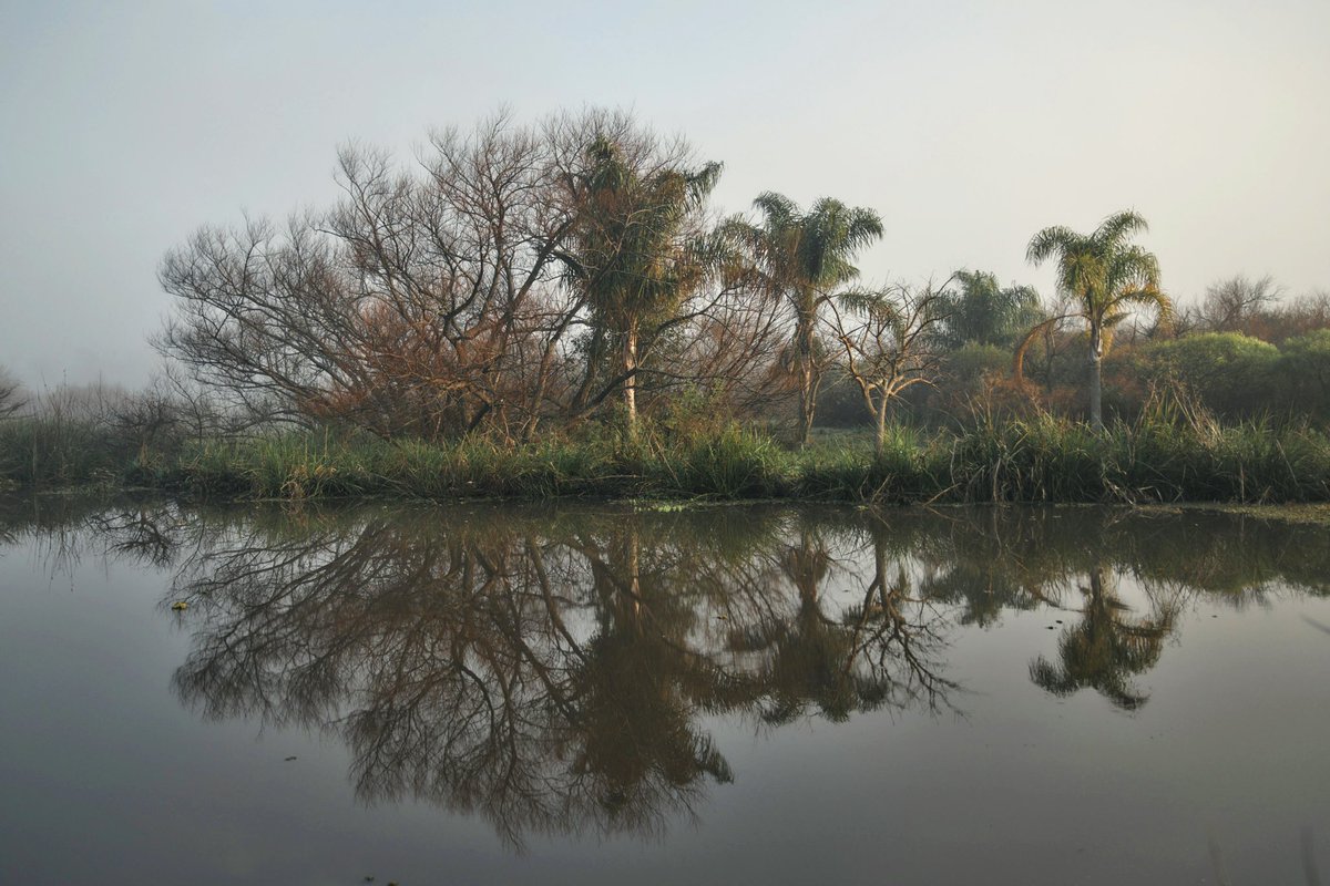TaliKimelman's tweet photo. Estas mañanas de niebla en #Uruguay son hermosas, ¿verdad? 
Fotos tomadas en Solís, Maldonado https://t.co/3DPBTGXEuS