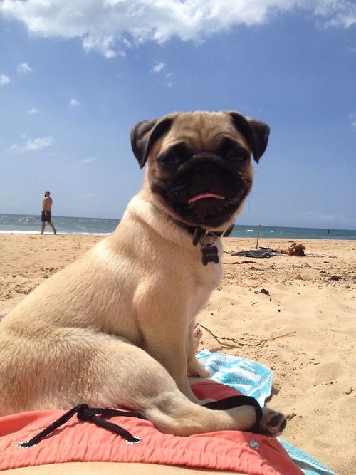 Olson_DipDog's tweet photo. ¡Hola! #FelizLunes https://t.co/d6s88WrHlc