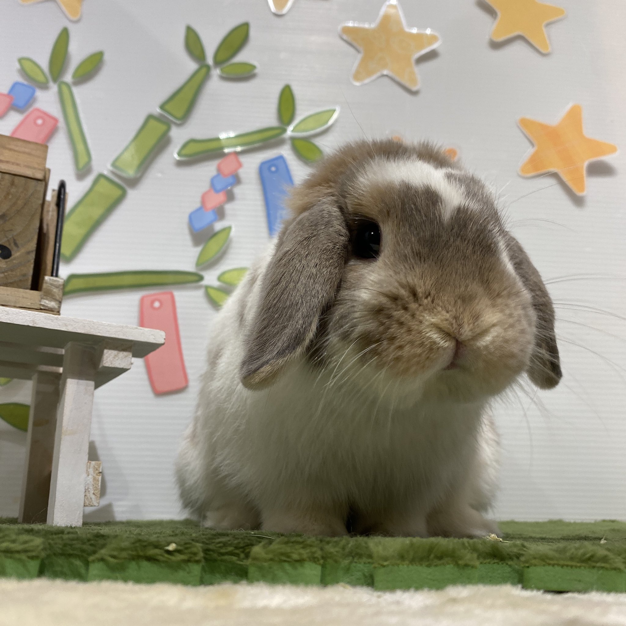 Tweets With Replies By うさぎのしっぽ柴又店 Sippo Shibamata Twitter
