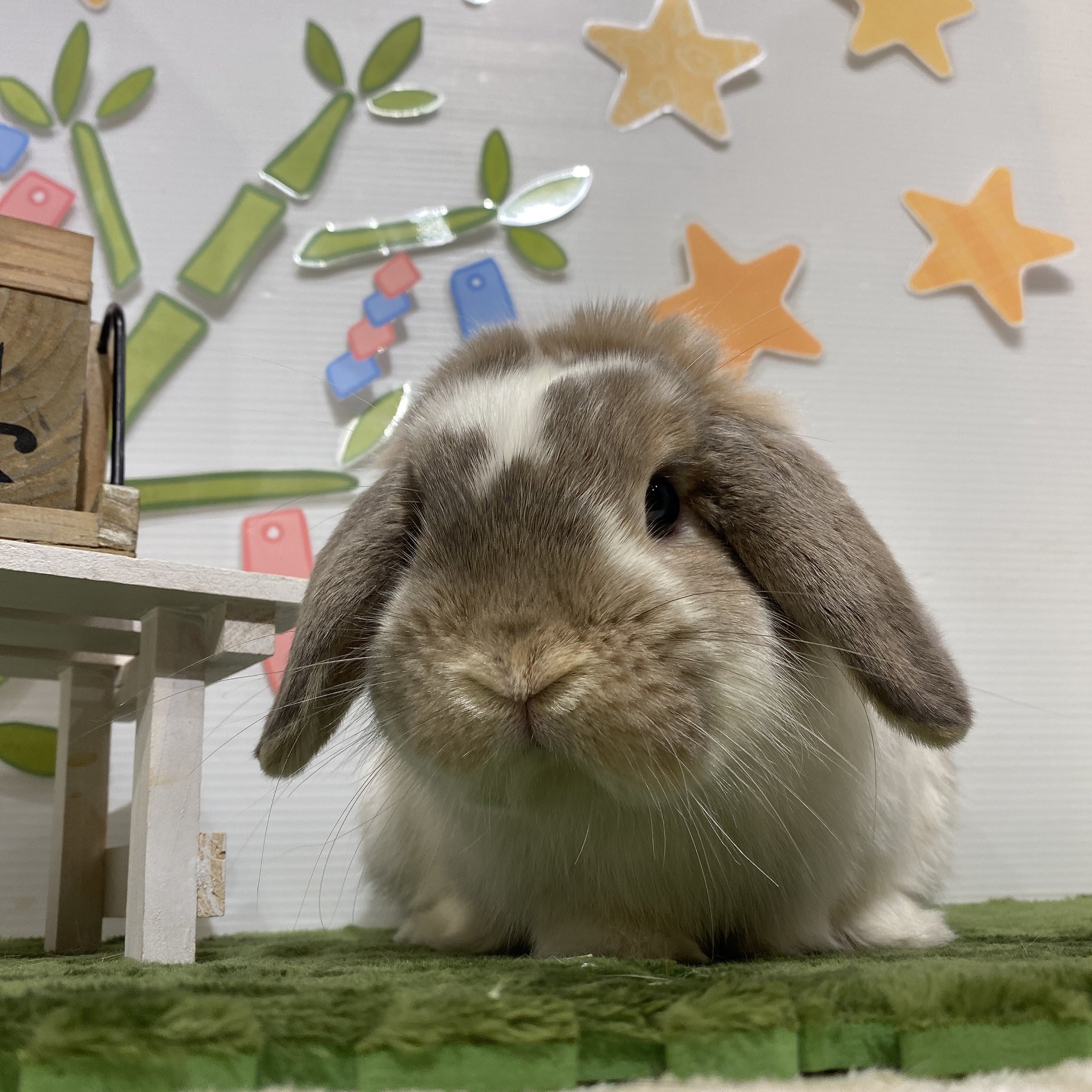 Tweets With Replies By うさぎのしっぽ柴又店 Sippo Shibamata Twitter