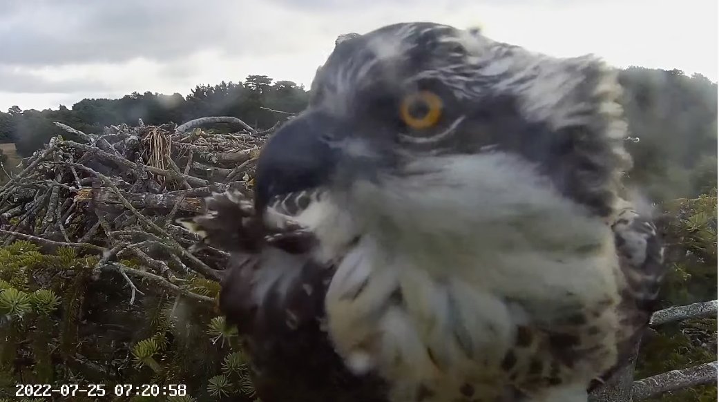 Younger Osprey chick 5H2 fledged at 9.21 this morning, and her sister 5H1 loves to pose for the camera! (Screenshots © Poole Harbour Osprey Project) @harbourbirds @harbourospreys @timmackrill