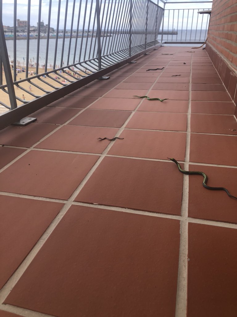 GeTi_'s tweet image. Mi hermana @amayageti ha declarado la guerra a todos los pajaritos y ha decidido colocar todos estos achiperres. Todo normal si no fuera porque 2/4 de la familia tenemos pánico a las serpientes 🐍 y sufrimos microinfartos nada vez que salimos a la terraza 😒 #FamiliasAnormales