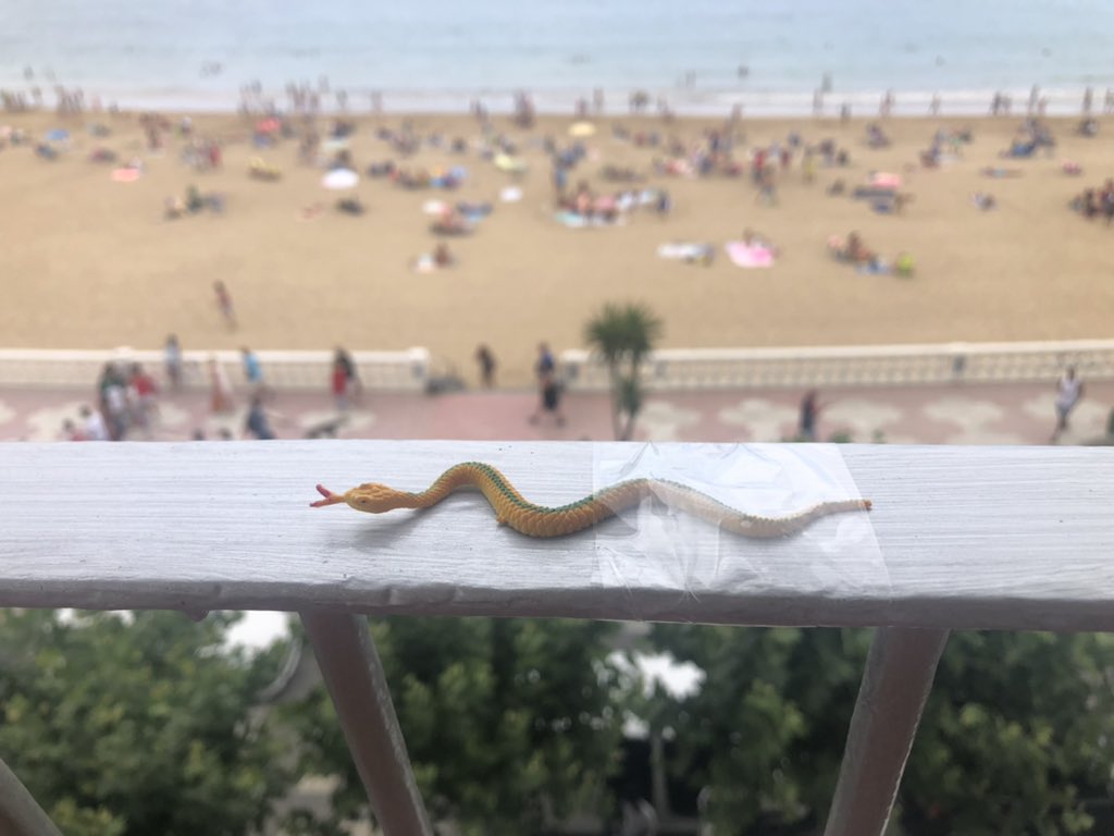 GeTi_'s tweet image. Mi hermana @amayageti ha declarado la guerra a todos los pajaritos y ha decidido colocar todos estos achiperres. Todo normal si no fuera porque 2/4 de la familia tenemos pánico a las serpientes 🐍 y sufrimos microinfartos nada vez que salimos a la terraza 😒 #FamiliasAnormales