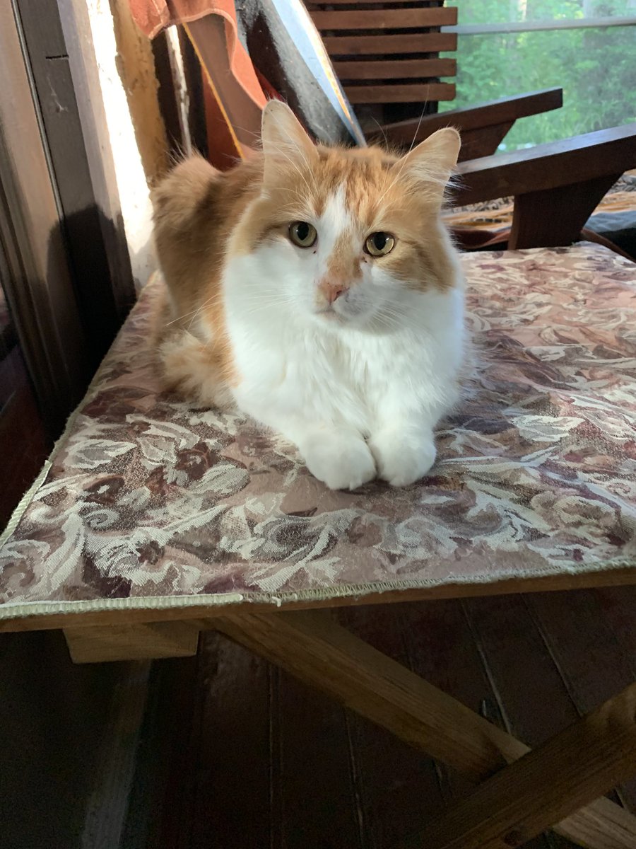 BarbAckabee's tweet photo. Good Morning to our furriends, today is a special day 🎉 🎂🎈❤️will you help us wish our mamma HA❤️❤️Y Birthday
with 🐾🐾🐾 purrs and luv… we wish mamma a pawsome day 💗🐾🎂🎉🎈we wuvs you mamma
#pawsomeday
#happybirthdaymamma
#purrsandlove
#lovemamma https://t.co/M5KRxg3fGJ