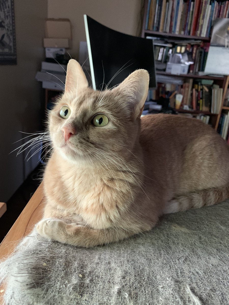 BarbAckabee's tweet photo. Good Morning to our furriends, today is a special day 🎉 🎂🎈❤️will you help us wish our mamma HA❤️❤️Y Birthday
with 🐾🐾🐾 purrs and luv… we wish mamma a pawsome day 💗🐾🎂🎉🎈we wuvs you mamma
#pawsomeday
#happybirthdaymamma
#purrsandlove
#lovemamma https://t.co/M5KRxg3fGJ
