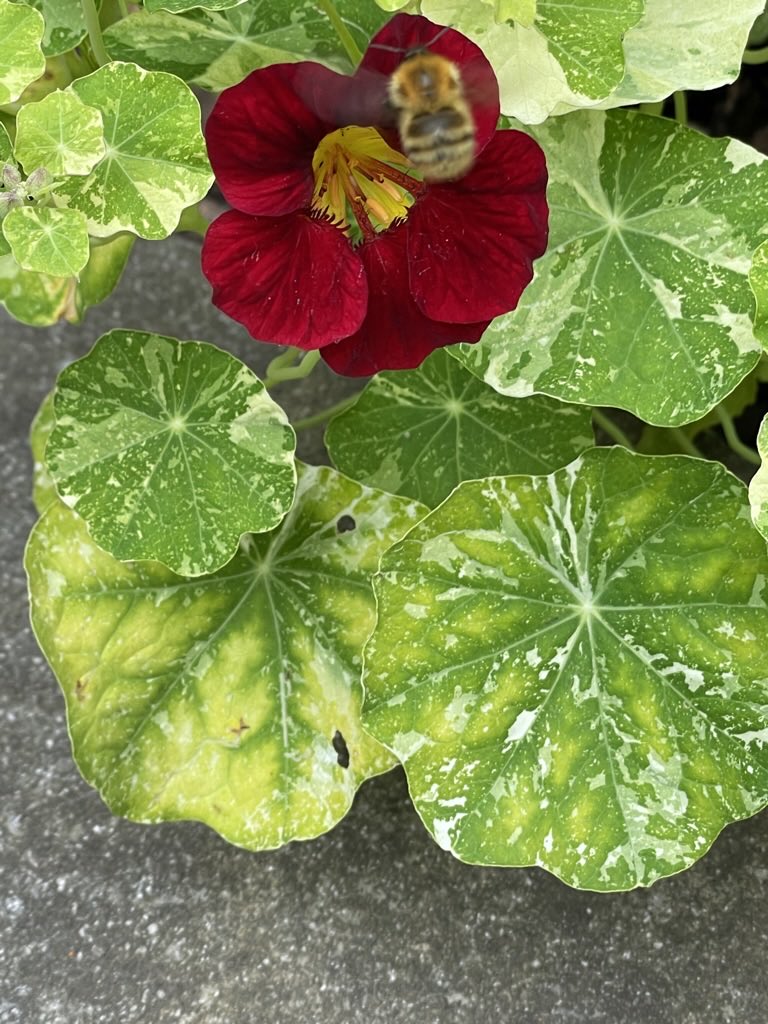 MuseumAbernethy's tweet image. As the Scottish monsoon season has apparently hit, today we’re staying dry and thinking happy thoughts about our beautiful monastic garden. It had loads of wee buzzy visitors at the weekend! #BeesAreGood #LocalMuseums #HorticulturalHistory