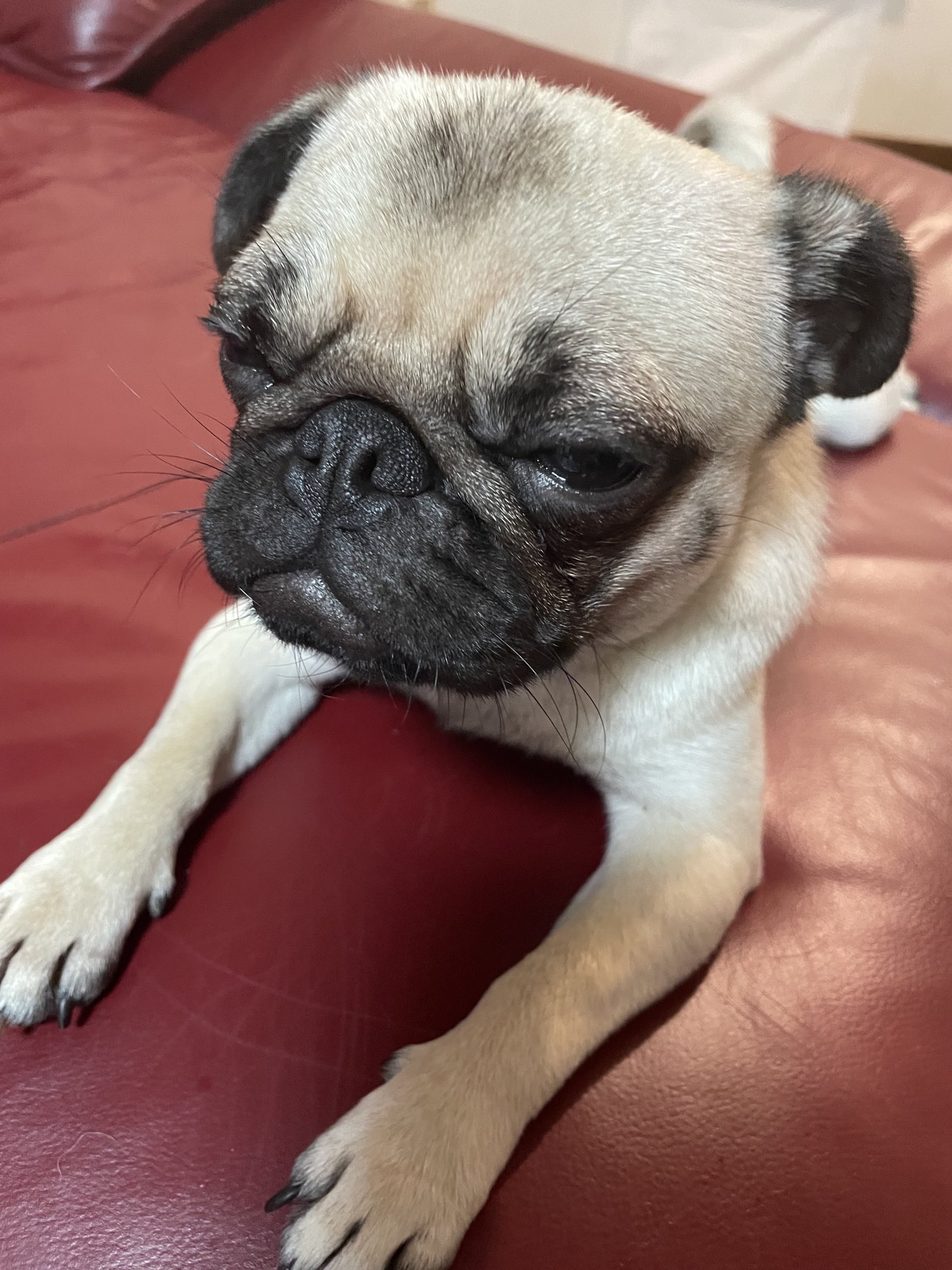 パグママあき 苦虫を噛み潰したような顔 のお手本 T Co U8fzedey6p Twitter