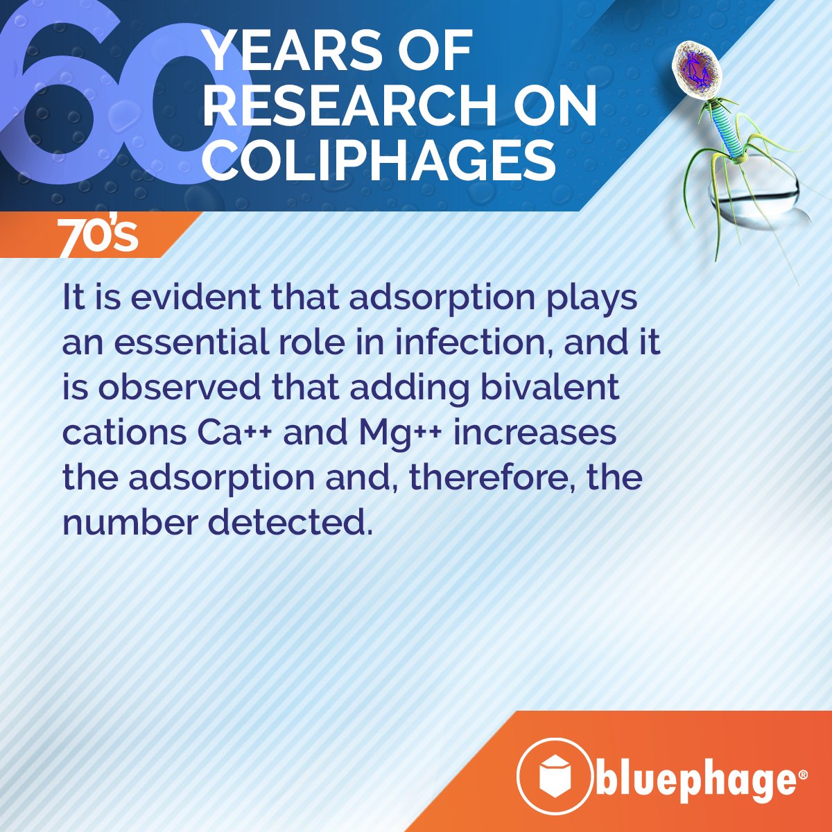 #Bluephage highlights the milestones of the last 60 years of research on #coliphages as indicators of fecal and #viral #water contamination. Today we look back at the first decade of the 1960s and 1970s! #viralindicator 
bluephage.com/microbiologica…
